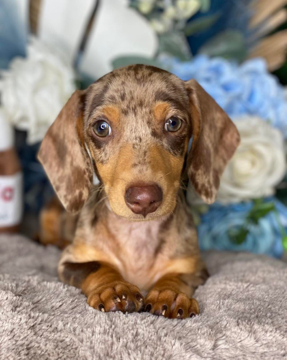 Dog — Pet & Aquarium World (Narellan)