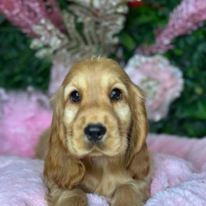 Cocker Spaniel puppies