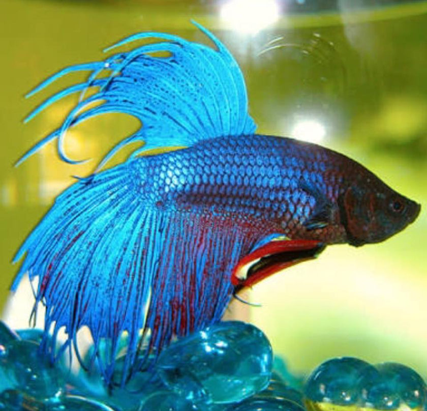 Puppies/Kittens For Sale — Pet & Aquarium World (Narellan)