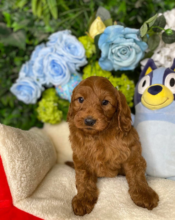 Toy Cavoodle Puppies