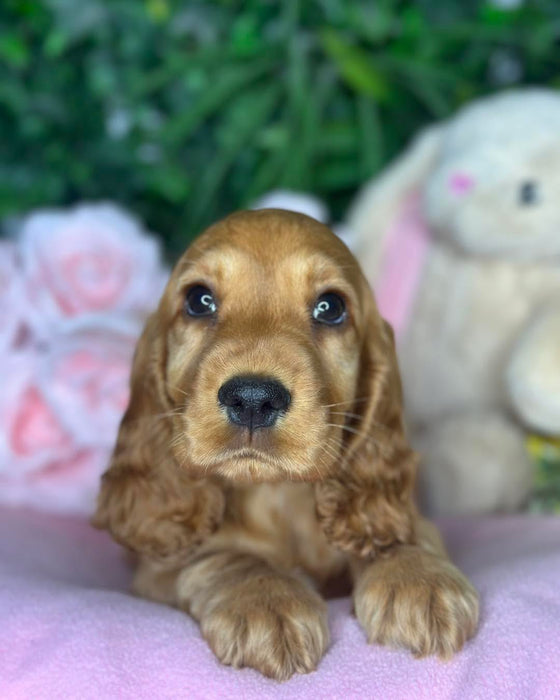 Cocker Spaniel puppies