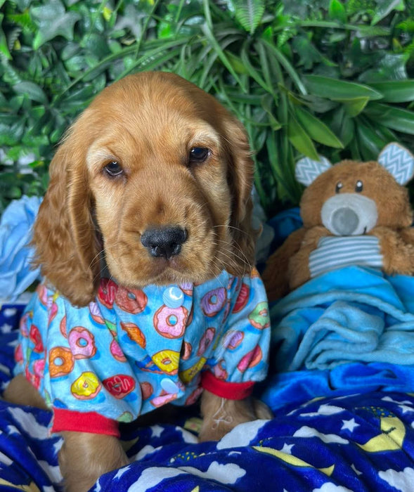 Cocker Spaniel puppies
