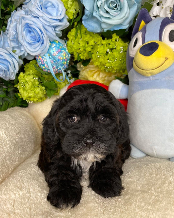 Toy Cavoodle Puppies