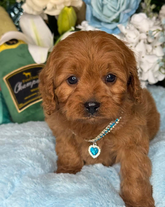 Oazifestiv Red Toy Cavoodle Puppy Red Mini Cavoodle Puppies Dogs