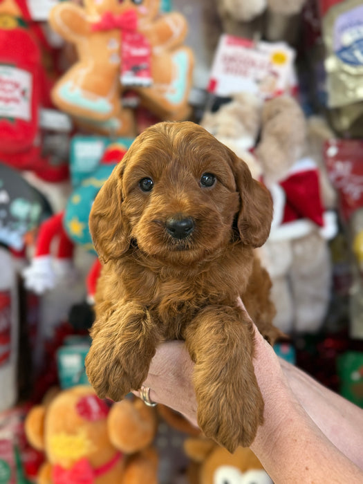 Toy Cavoodle Puppies