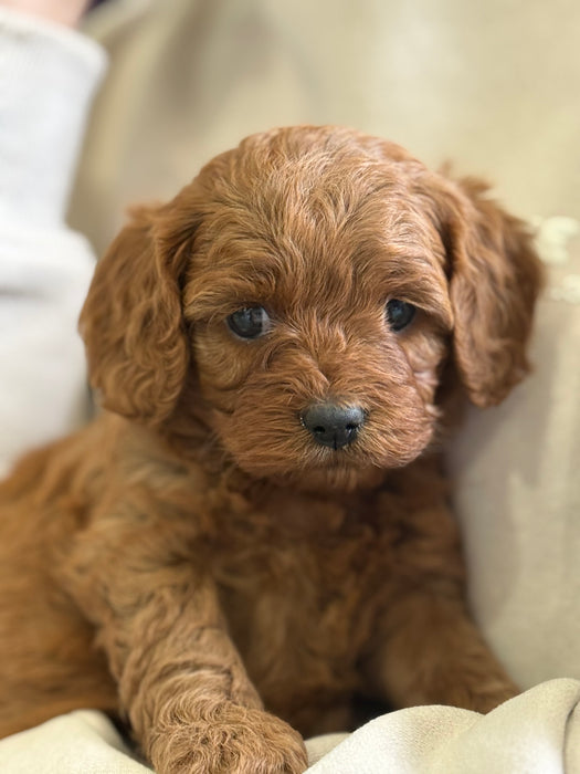 Toy Cavoodle Puppies
