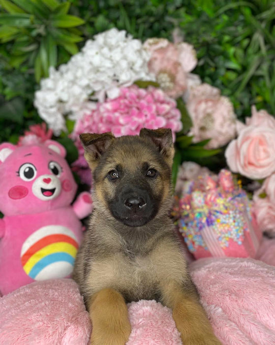 German Shepherd Puppies