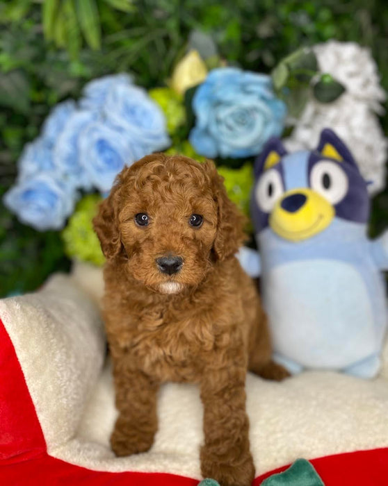 Toy Cavoodle Puppies