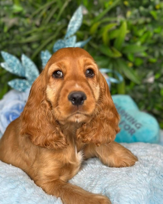 Cocker Spaniel puppies