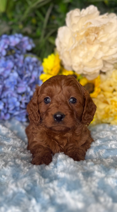 Toy Cavoodle Puppies