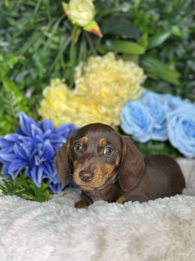 Baby Miniature Dachshund Mini Dachshund Puppies — Pet Aquarium