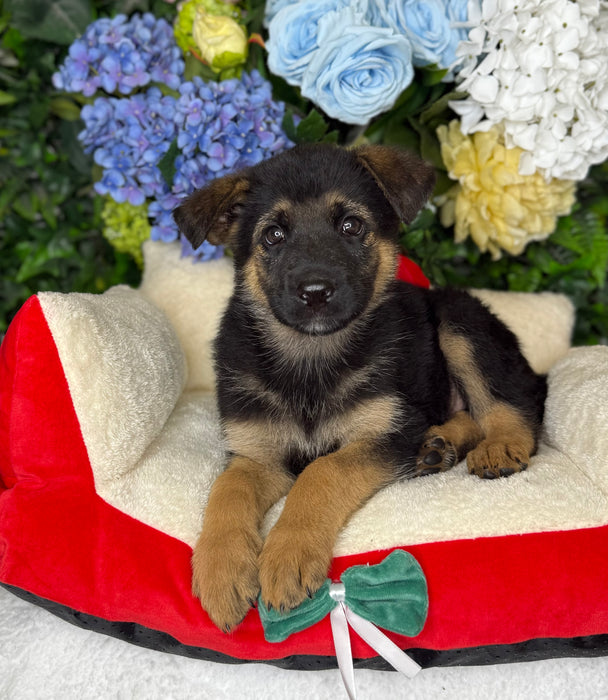 German Shepherd Puppies