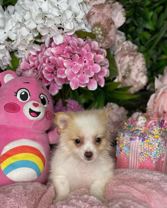 Pomeranian x Maltese puppies