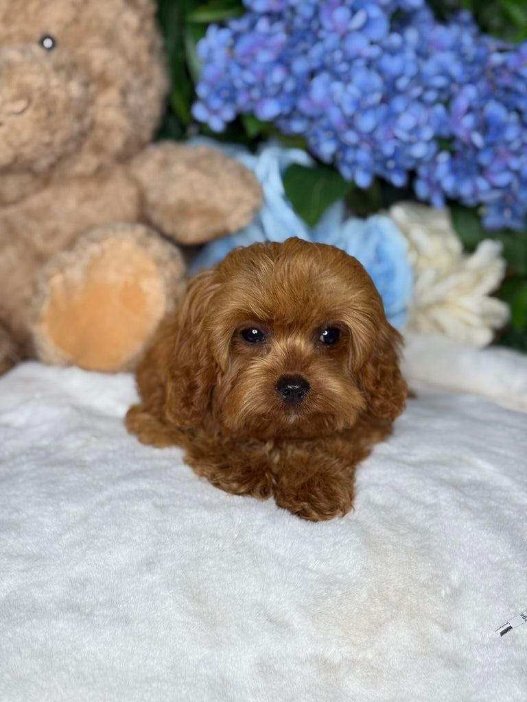 Girl Cavoodle Toy Cavoodle Puppies — Pet Aquarium World
