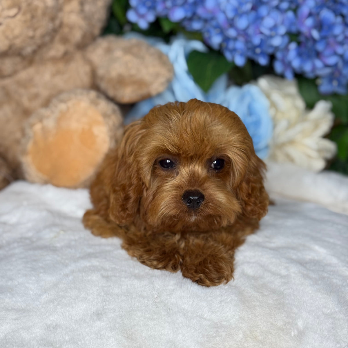 Cute Puppies Places To Buy A Puppy Near Me Adopt Me Neon Mega Pets