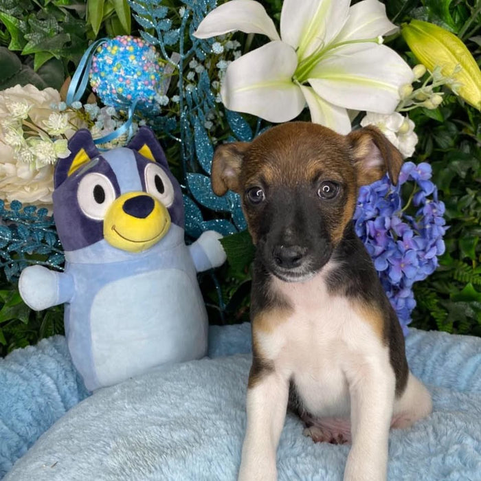 Jack Russell Puppies