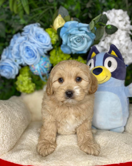 Toy Cavoodle Puppies