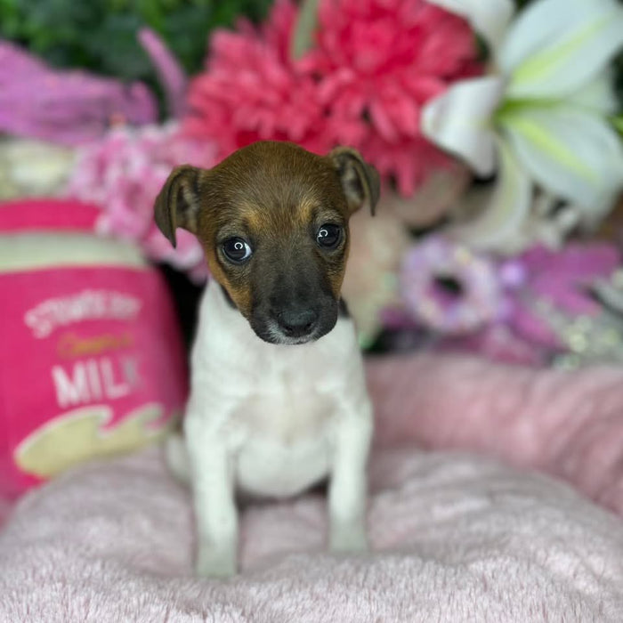 Jack Russell Puppies