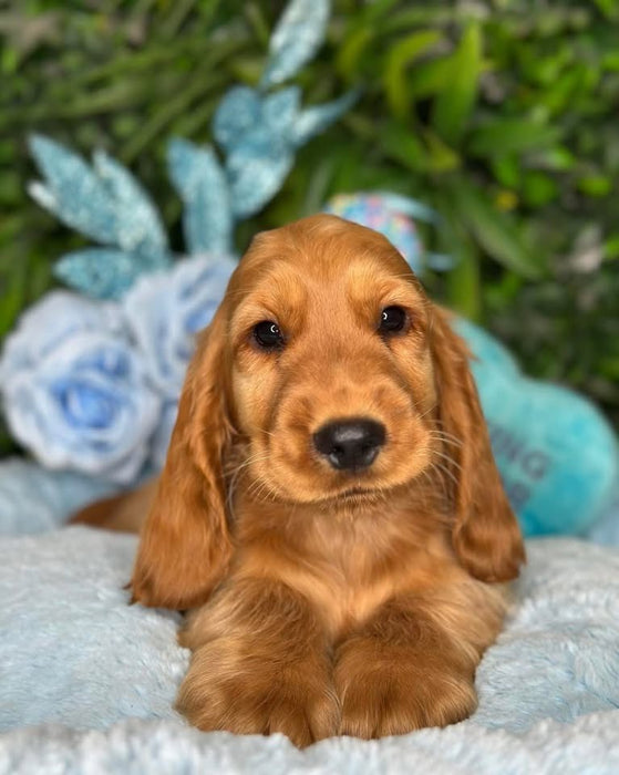 Cocker Spaniel puppies