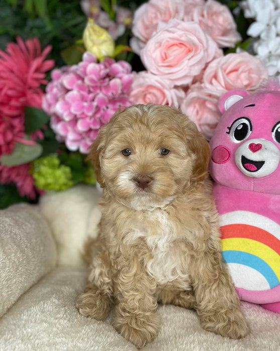 Toy Cavoodle Puppies