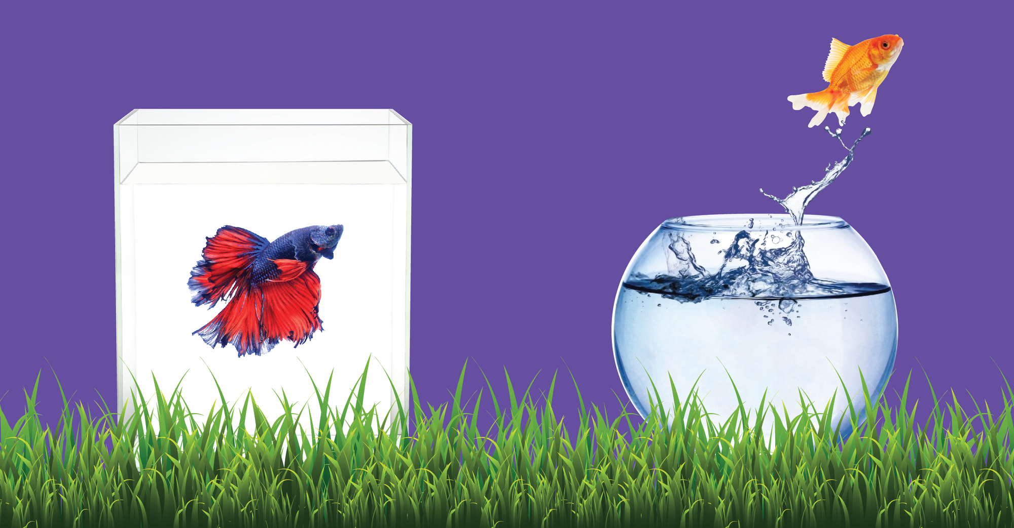 Pet and aquarium deals world