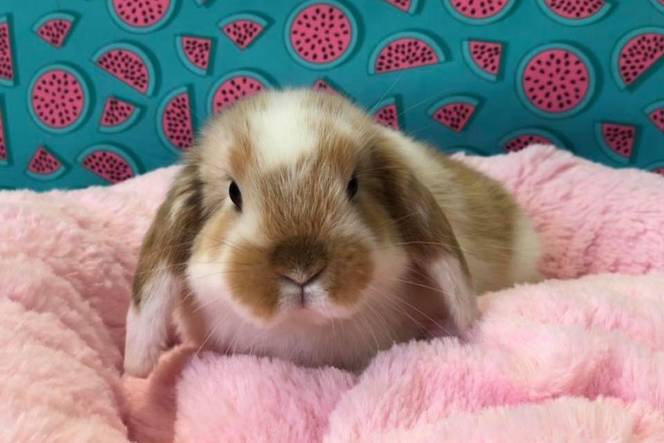 Puppies/Kittens For Sale — Pet & Aquarium World (Narellan)