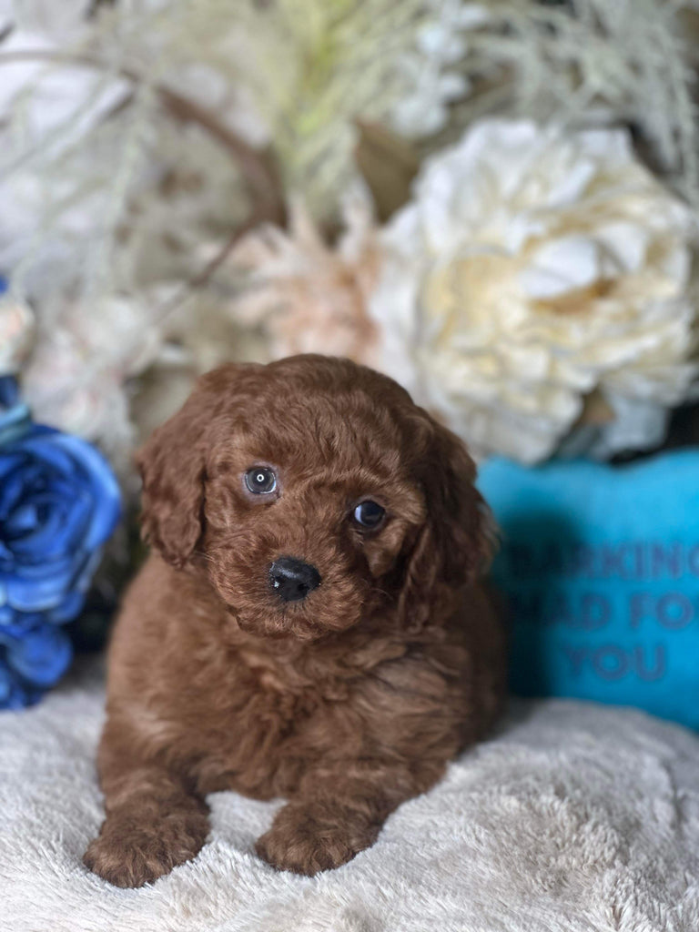 Cavoodle Puppies Gumtree Puppies For Sale Toy Cavoodle Gumtree
