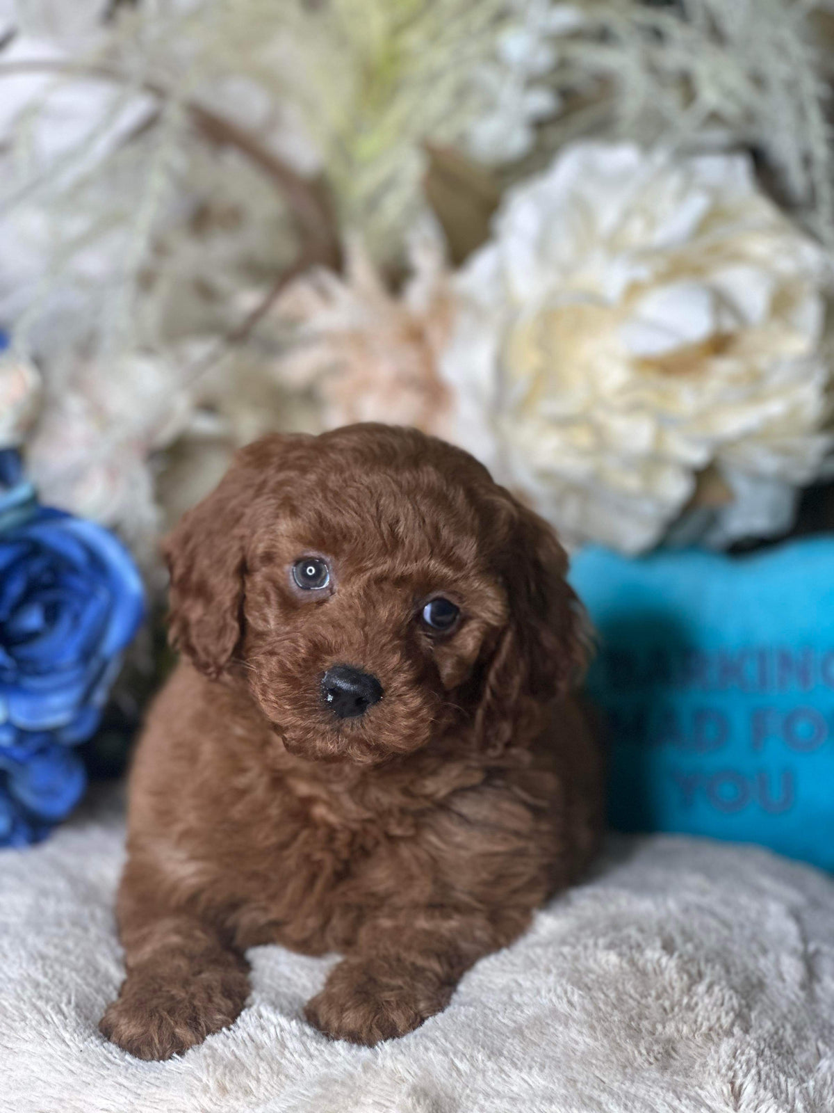 Benny The Toy Cavoodle Puppy — Pet Aquarium World (Narellan)